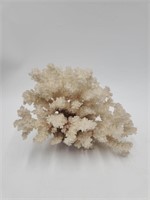 Large Piece Branch Coral, Natural