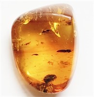 66 Million Years old  Amber with 3+ insects trappe
