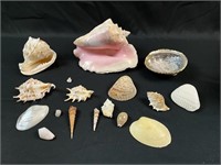 Seashell lot, Conch, auger, see photos