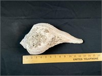 Large 13" antique seashell