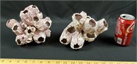 pair of puprle/white acorn barnacle clusters