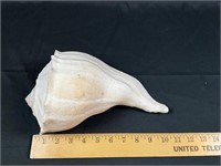Large 11" seashell