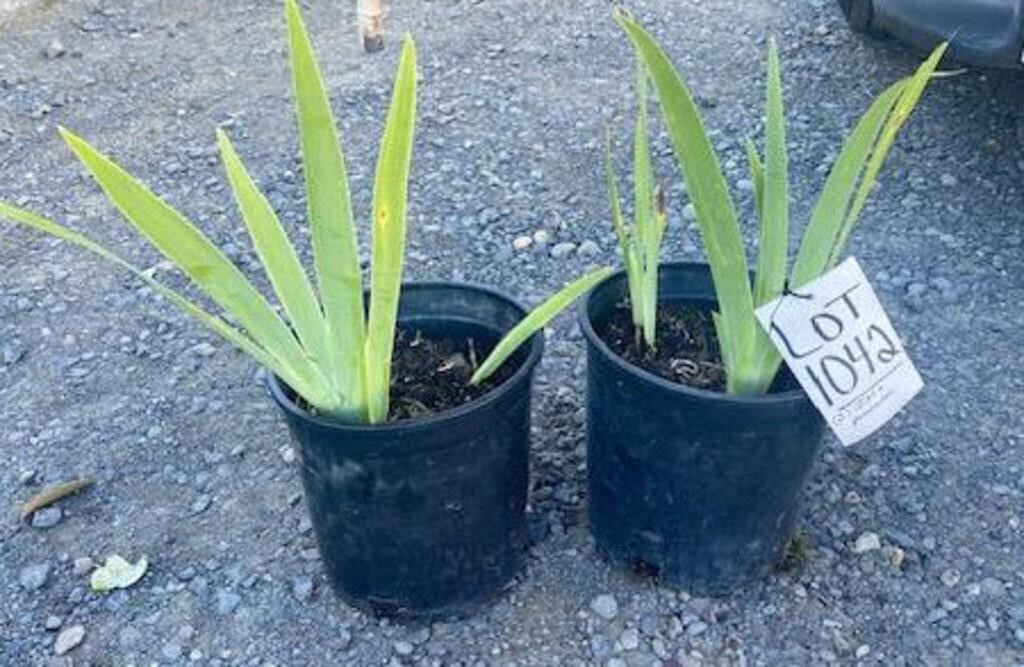 Iris- perennial, 2 plants