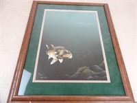 Signed Numbered and Framed Fish Picture