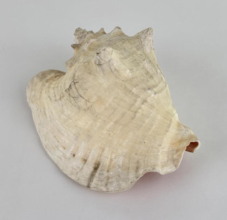 Large Queen Conch Shell