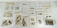 Antique Bird Lithographs