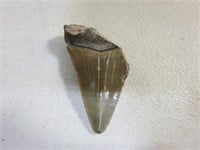 Antique Megaladon Shark Tooth