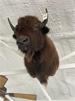 Mounted Buffalo Head