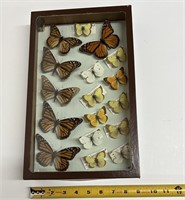 Boite vitrée de 17 papillons naturalisés