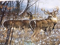 Michael Sieve S/N Whitetail Deer Print - No Title