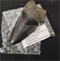 Fossil Megaladon Shark Tooth / in Cage