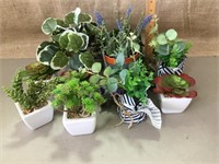 Succulent plants in ceramic pots, leafy plant,