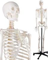 NLShan Human Skeleton Model for Anatomy -Life