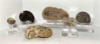 Fossils on Acrylic Stands