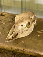 llama skull
