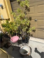 LOT - ASSORTED PLANTS, PLANTERS & MORE (INCLUDING