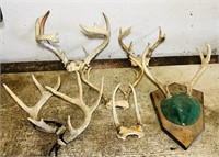 6 Sets of Deer Antlers
