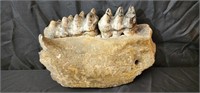 Mastodon Jaw with Teeth