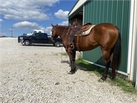 12 YEAR OLD BAY MARE