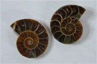 2 Pc. Sliced Ammonites