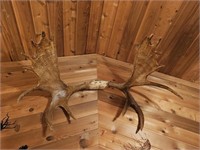 Moose antlers appr 44" w