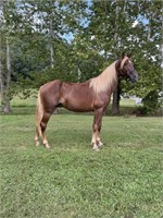 Raylan - 11 YO Sorrel Flaxen Gelding