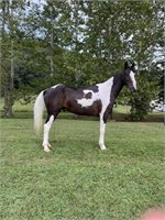 Eli - 10 YO Blk/Wh Mo Foxtrotter Gelding