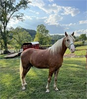 Sonny - 4 YO Palomino Gelding