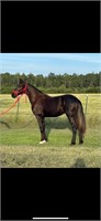 Cashmere -  Reg 12 Month Old Gaited Crossbred Colt