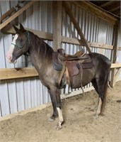 Venus - 11 YO Chocolate Rocky Mtn Mare