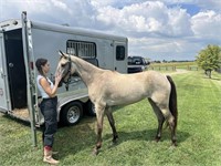 SCF The Bucks Creme Frost - Reg 3 YO Filly