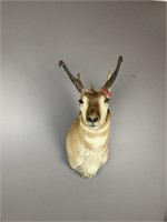 Mexican Pronghorn Taxidermy