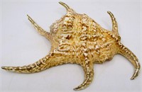 9.5" Spider Conch Sea Shell