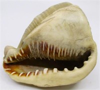 3.5" Cassis Madagascar Sea Shell