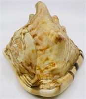 6" Cassis Sea Shell