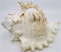 8" Murex Sea Shell