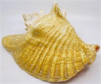 10" Queen Conch Sea Shell