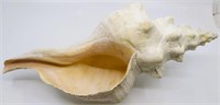 16.5" Horse Conch Sea Shell