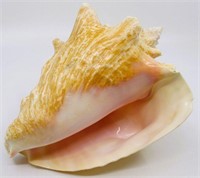 9" Queen Conch Sea Shell