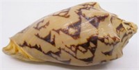 3" Cymbiola Vespertilio Sea Shell