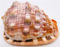 3" Cypraecassis Rufa Sea Shell