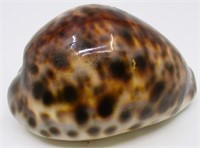 3.25" Tiger Cowrie Sea Shell