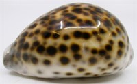 3" Tiger Cowrie Sea Shell