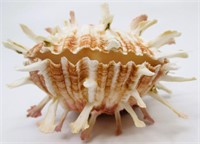 3.5" Spondylus "Spiny Oyster" Sea Shell