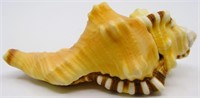 3.5" Latoria Triangularis "Ganesh Conch" Sea Shell