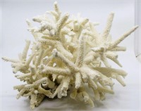 Giant 15"x9"x12" White Staghorn Coral Specimen