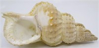 5.25" Ranella Olearia Sea Shell