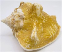 5" Queen Conch Sea Shell