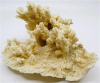8"x8"x5" Cauliflower Coral Specimen