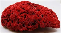 12"x8"x4" Red Pipe Organ Coral Specimen